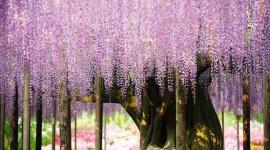 Золотое кольцо Японии. Май